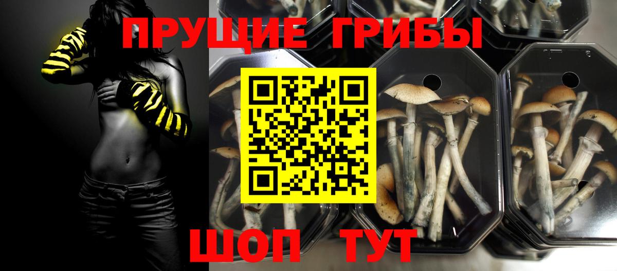 Псилоцибиновые грибы GOLDEN TEACHER Качканар